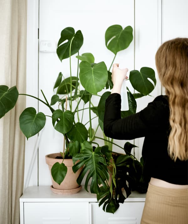 Yvet รดน้ำต้นไม้ในกระถางขนาดใหญ่ในห้องสีขาว