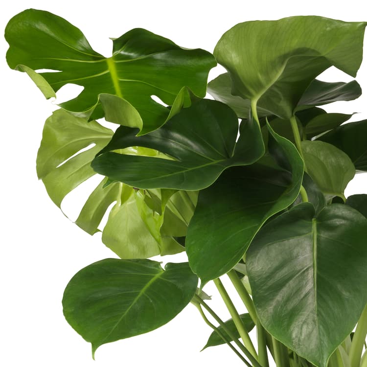 MONSTERA IKEA