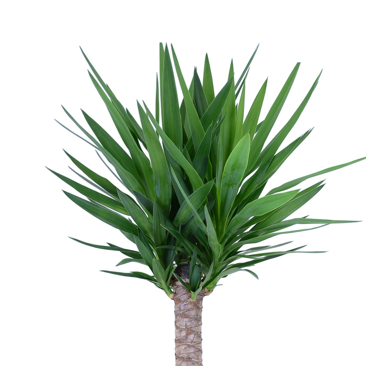 YUCCA ELEPHANTIPES IKEA