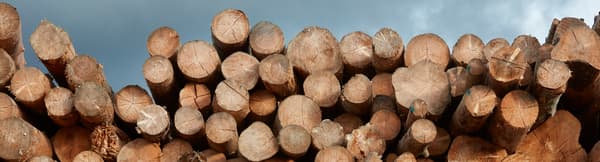 Zeci de bușteni proaspăt tăiați de diferite dimensiuni sunt așezați unul peste altul.