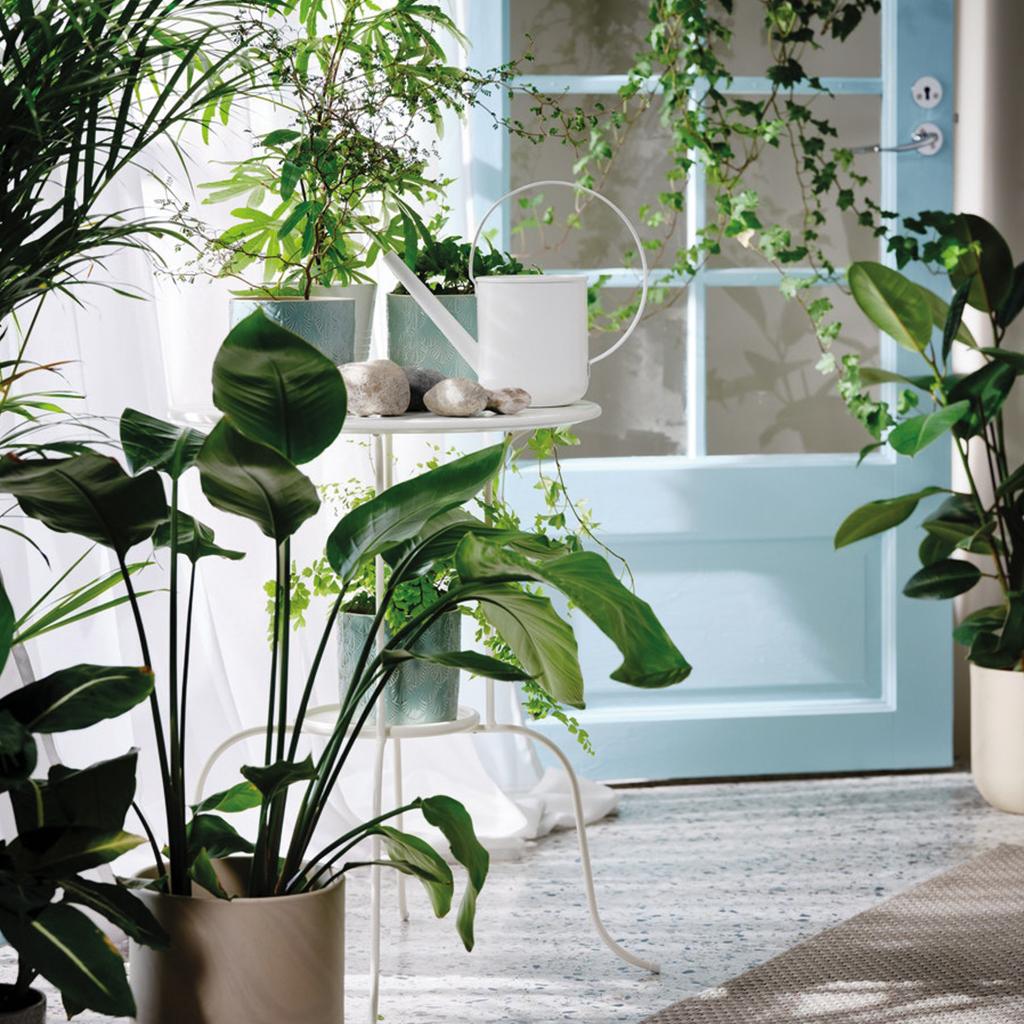 Zimemr mit vielen Grünpflanzen und einer hellblauen Balkontür