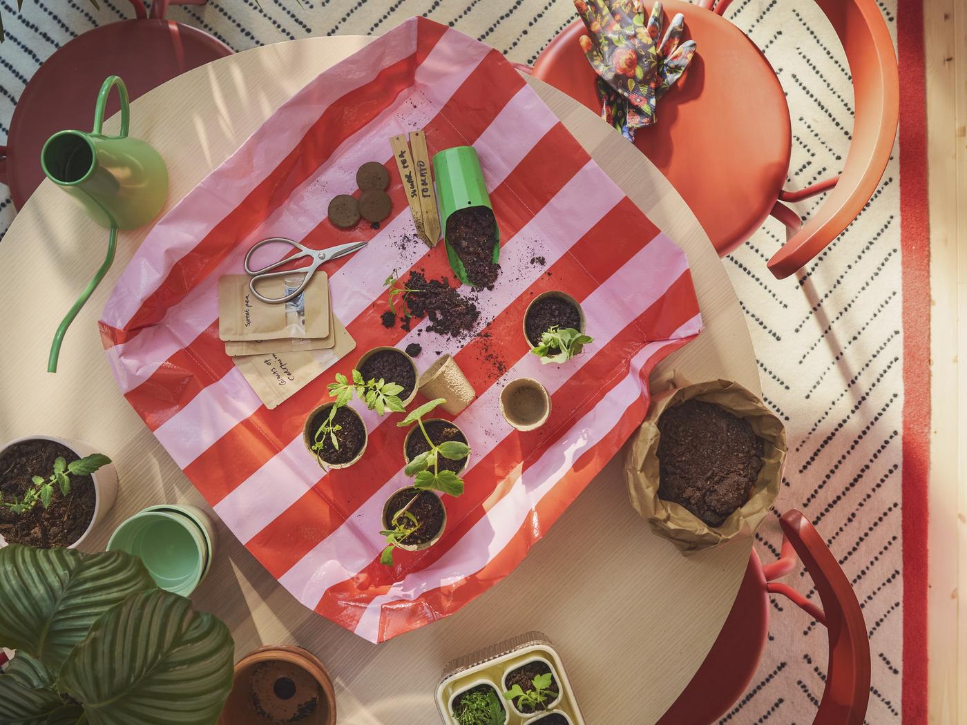 zu sehen, Vogelprespektive: ein Esstisch, darauf eine pink/orange gestreifte Umtopf-Matte, zum Indoor Gärtnern. Darin ein paar Setzlinge,Erde und eine grüne Schaufel. 