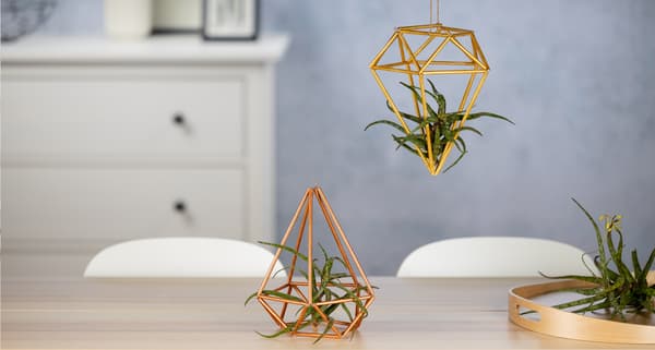 Zwei DIY Himmelis in Gold mit kleinen Pflanzen als Dekoration.