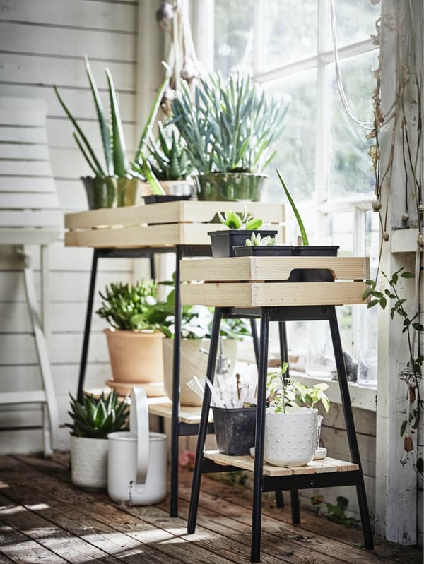 Zwei Vaniljstang Blumenständer an einem Fesnter mit vielen Pflanzen.