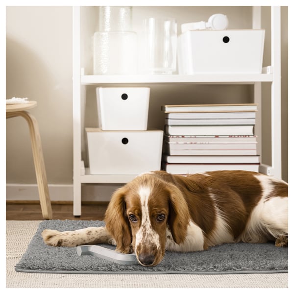 A brown and white dog lies on a grey ÄRENDE rug. Behind is a white bookshelf with books and storage boxes.