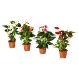 ANTHURIUM Potted plant, Flamingo plant/assorted, 19 cm
