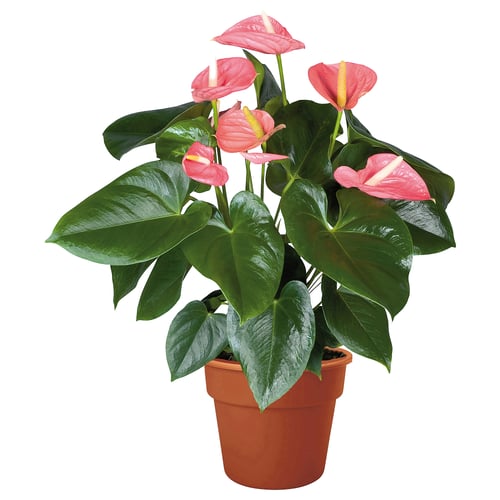 A potted ANTHURIUM plant with pink flowers and green leaves.