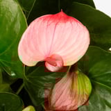 ANTHURIUM Potted plant, Flamingo plant pink, 15 cm
