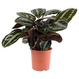 CALATHEA Potted plant, Calathea, 15 cm
