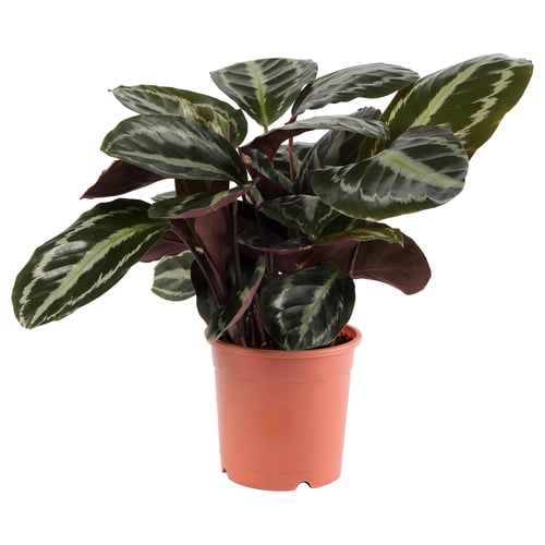 Orange-potted CALATHEA on white background.
