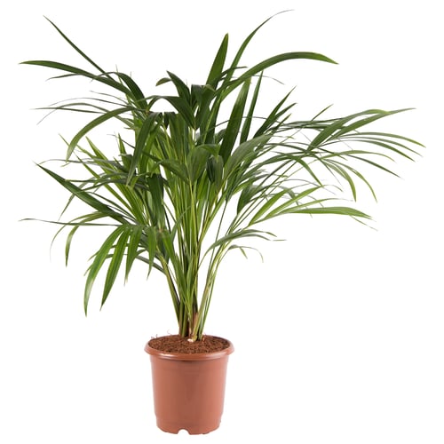 Tall green potted CHRYSALIDOCARPUS LUTESCENS palm.