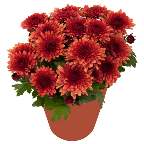 Brown-potted CHRYSANTHEMUM with red-orange blooms.