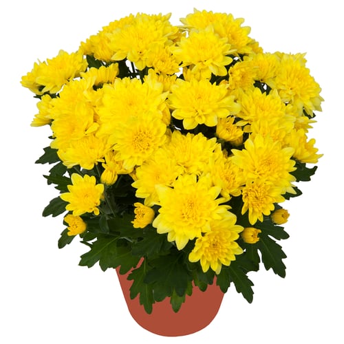 Red potted CHRYSANTHEMUM with greens