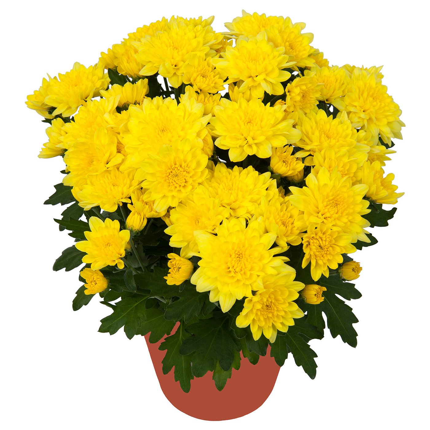 CHRYSANTHEMUM Potted plant, Chrysanthemums yellow IKEA