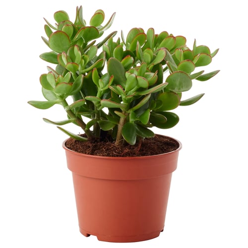 Potted succulent with green and red leaves.