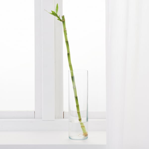 DRACAENA LUCKY BAMBOO Plant, 40 cm