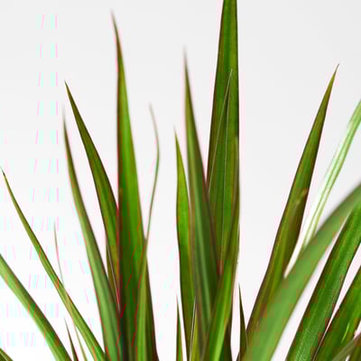 DRACAENA MARGINATA Potted plant, Dragon tree, 12 cm