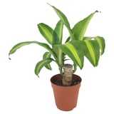 DRACAENA MASSANGEANA Potted plant, Dom plant, 15 cm