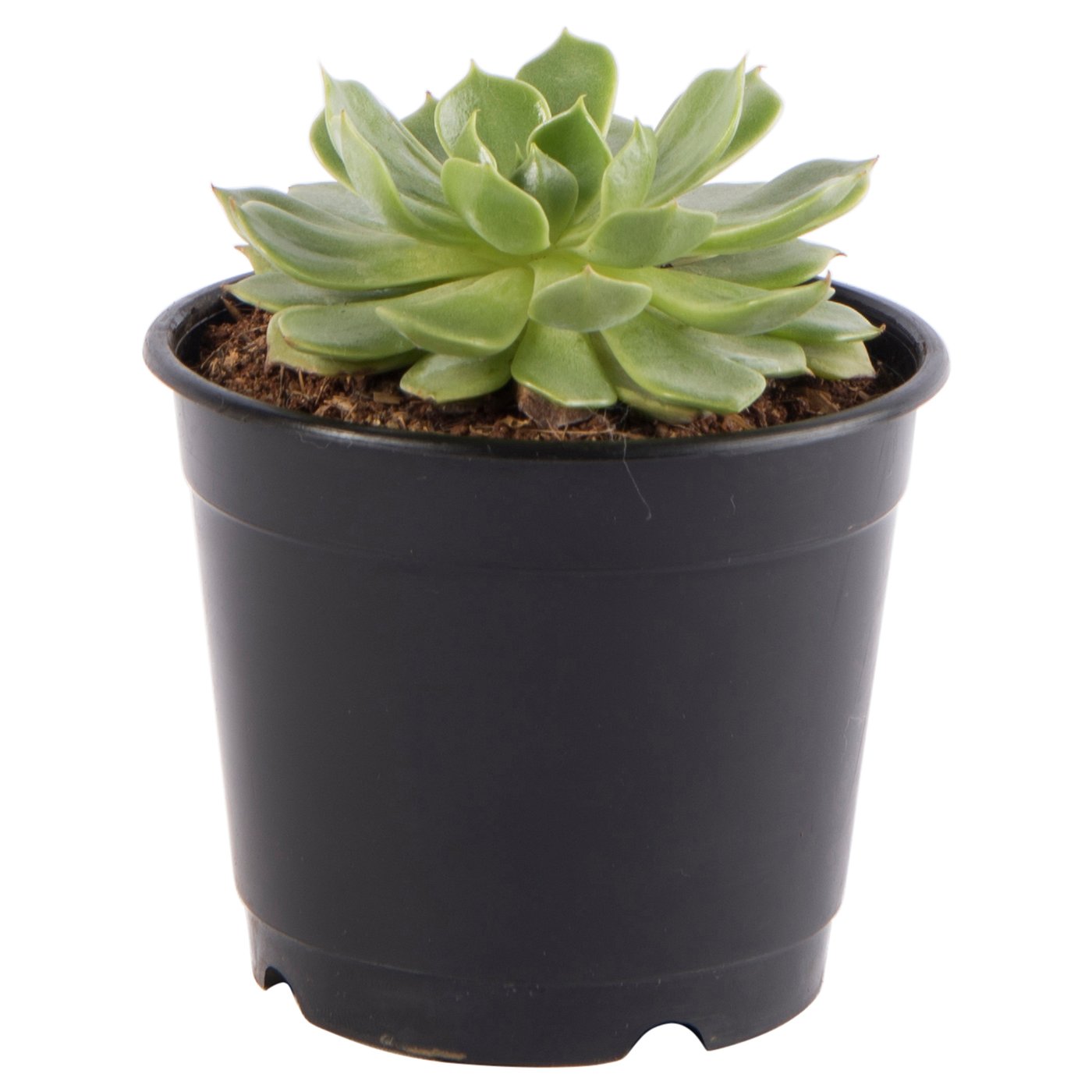 ECHEVERIA potted plant, echeveria, 9 cm (3 ½") IKEA