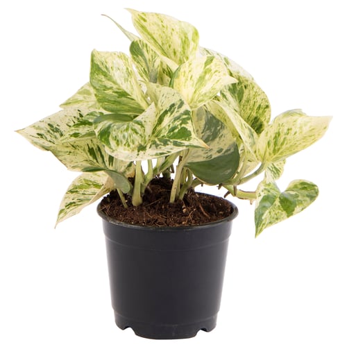 Potted EPIPREMNUM plant with green-white leaves.
