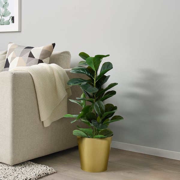 Cosy living room with beige couch, pillows, blanket, and large green plant in gold pot.
