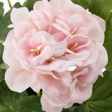 FEJKA Artificial potted plant, in/outdoor/Geranium pink, 12 cm