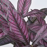 FEJKA Artificial potted plant, in/outdoor Persian shield, 15 cm