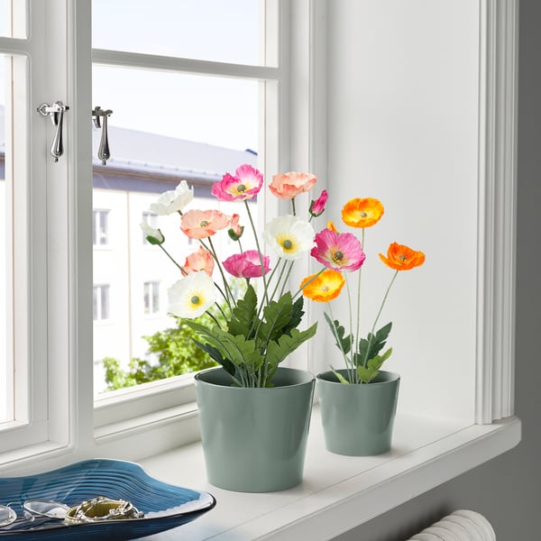 Two vibrant potted flowers on a windowsill. Bright hues of pink, orange, white, and peach decorate the indoor space.