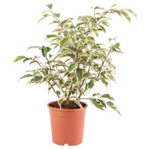 Orange-potted FICUS BENJAMINA with variegated leaves
