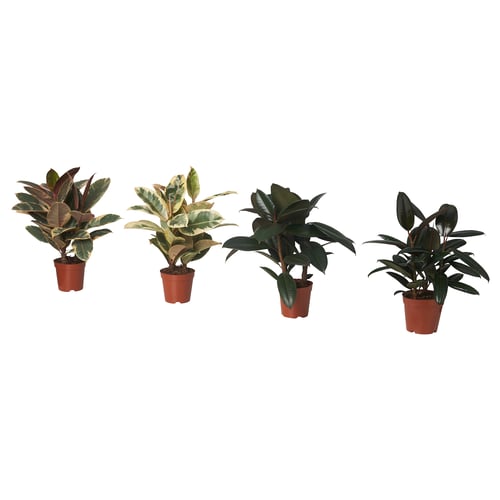 Four potted FICUS ELASTICA plants in red-brown pots, with lush green leaves, arranged neatly in a row.