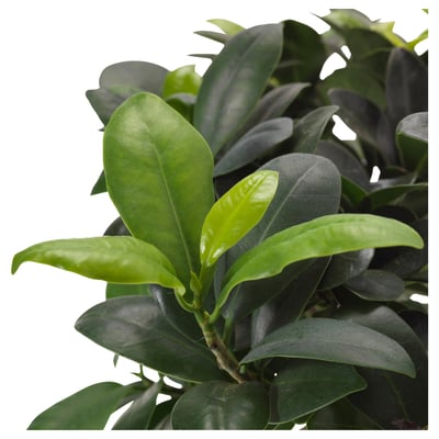 FICUS MICROCARPA GINSENG Potted plant, bonsai, 12 cm