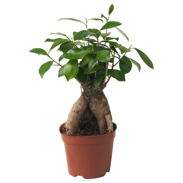 FICUS MICROCARPA GINSENG Potted plant, bonsai, 12 cm