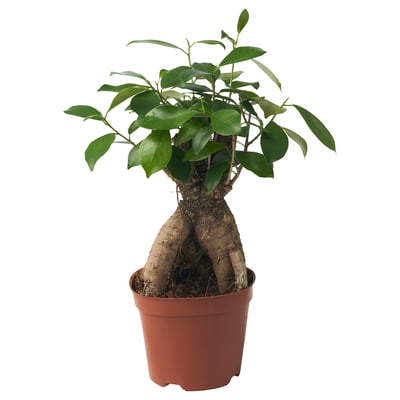 FICUS MICROCARPA GINSENG Potted plant, bonsai, 12 cm