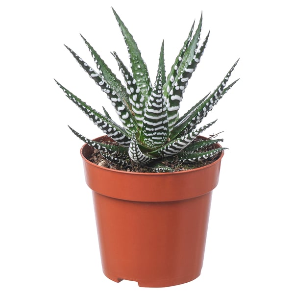 HAWORTHIA Potted plant, zebra cactus, 9 cm