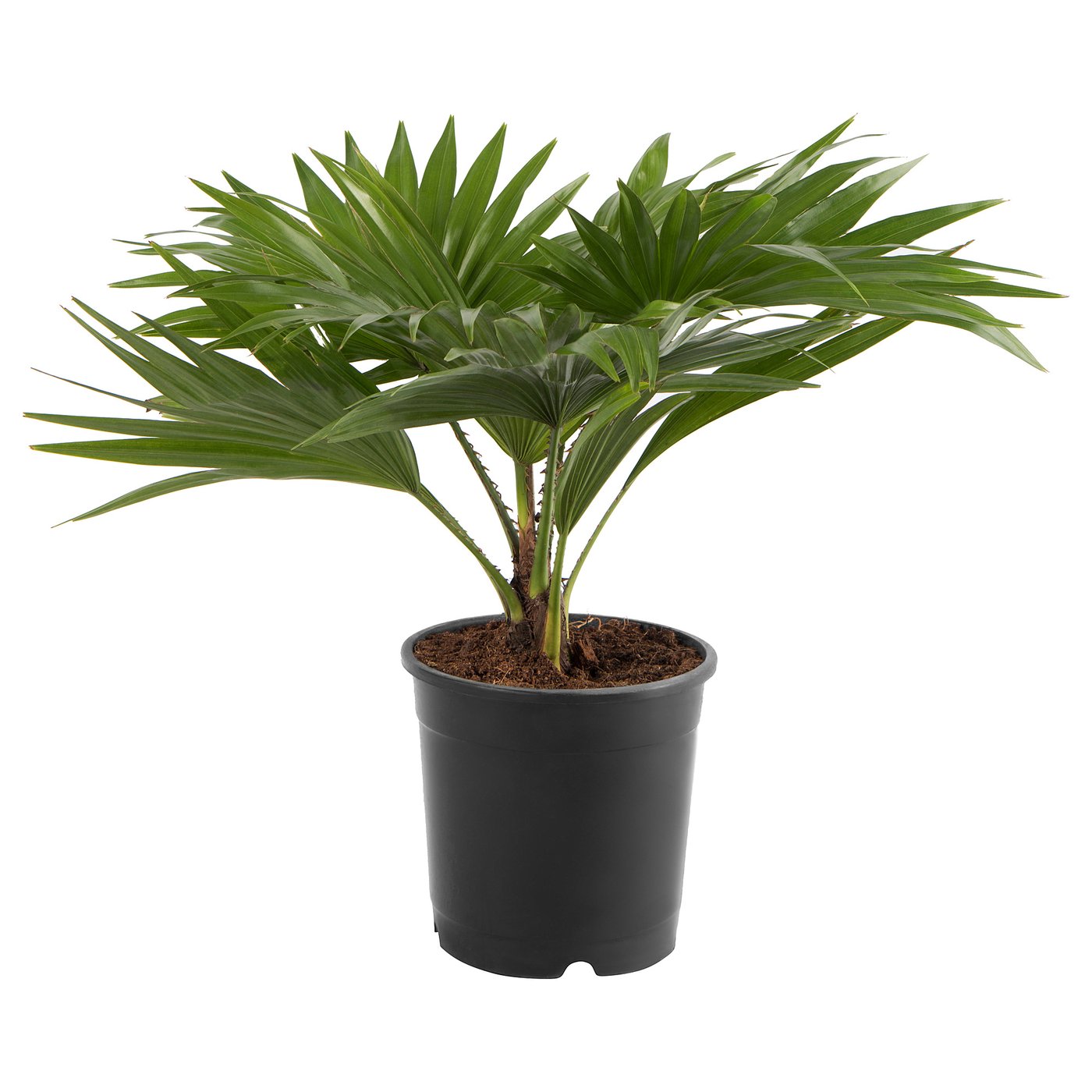 LIVISTONA ROTUNDIFOLIA Potted plant Footstool palm IKEA