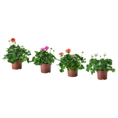 PELARGONIUM Potted plant, Geranium, 15 cm