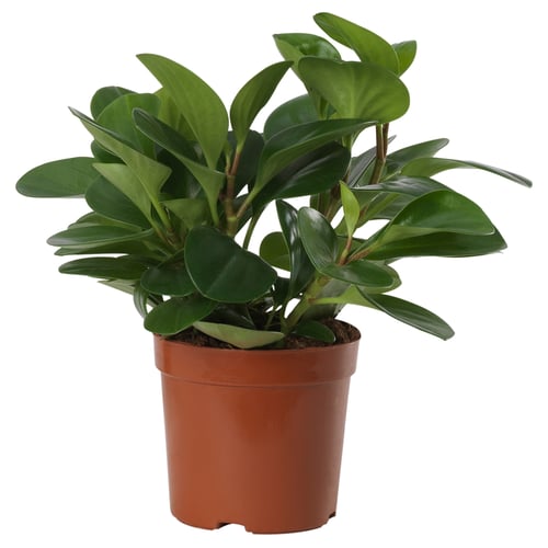 Potted PEPEROMIA with dark green leaves.