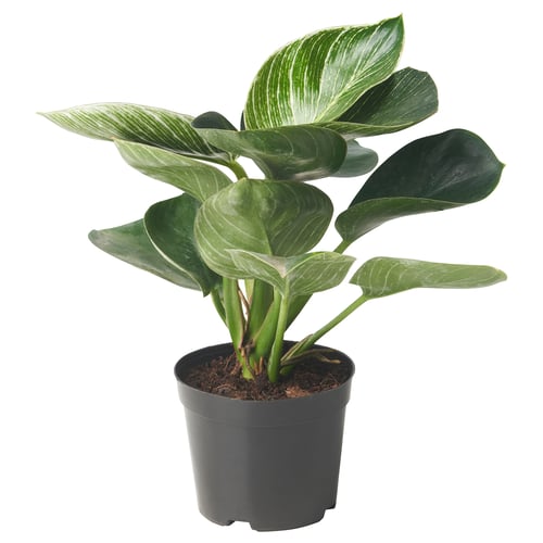 Black-potted philodendron birkin with large veined leaves.