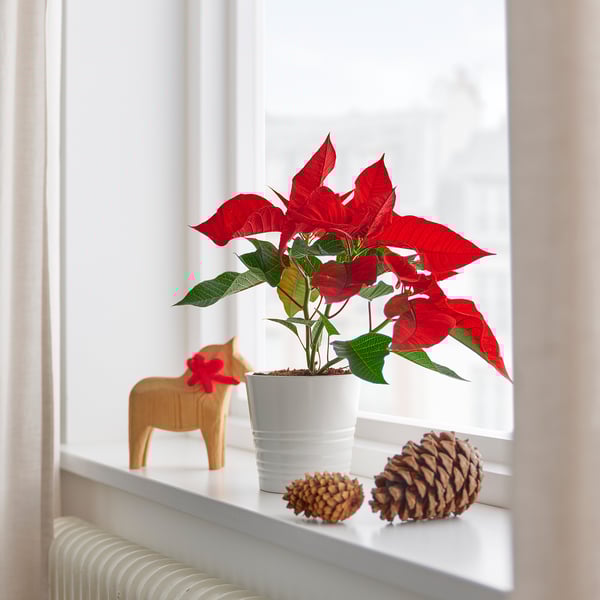 POINSETTIA Potted plant, red/Poinsettia, 12 cm