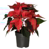 POINSETTIA Potted plant, red/Poinsettia, 12 cm