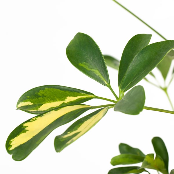 SCHEFFLERA ARBORICOLA Potted plant, Umbrella tree, 19 cm