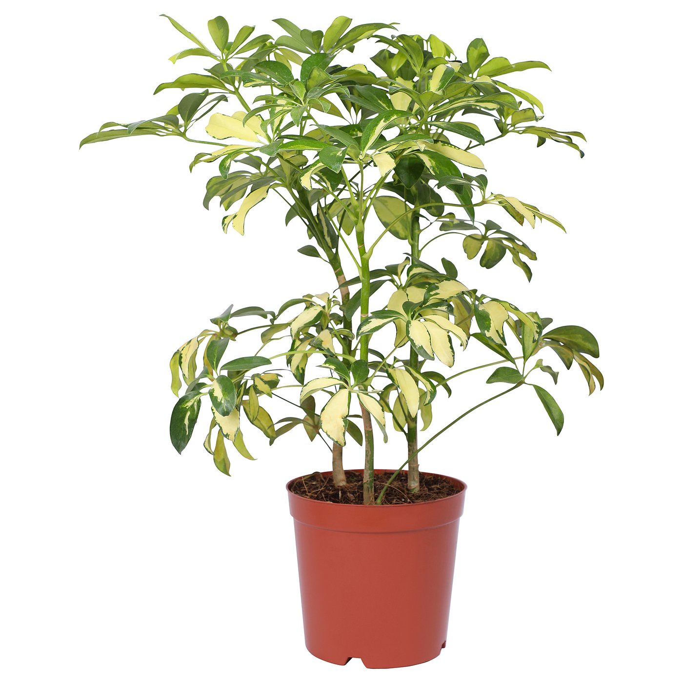 SCHEFFLERA ARBORICOLA potted plant, Umbrella tree, 19 cm (7 ½") IKEA
