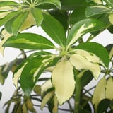 SCHEFFLERA ARBORICOLA Potted plant, Umbrella tree, 19 cm
