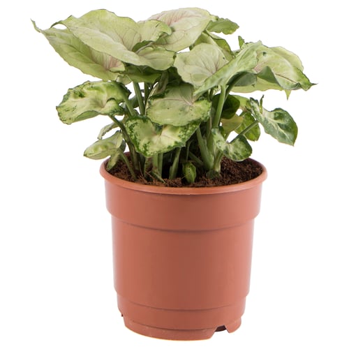 Potted SYNGONIUM with large green & white leaves.