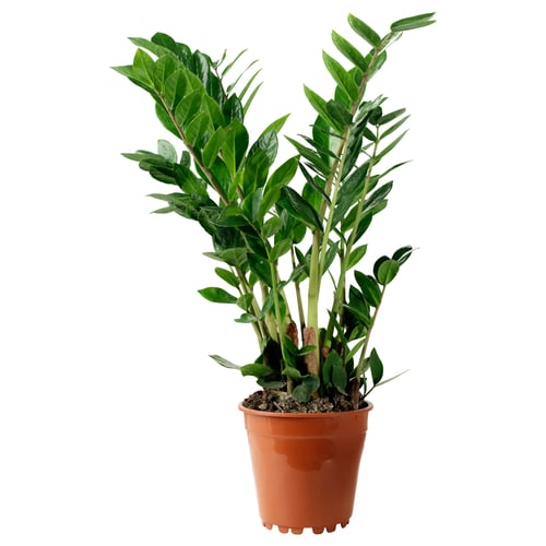 Orange-potted ZAMIOCULCAS with vibrant green leaves.