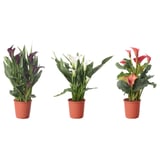 ZANTEDESCHIA Potted plant, Calla, 12 cm