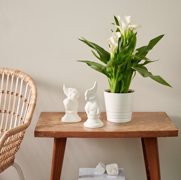 ZANTEDESCHIA Potted plant, Calla, 12 cm