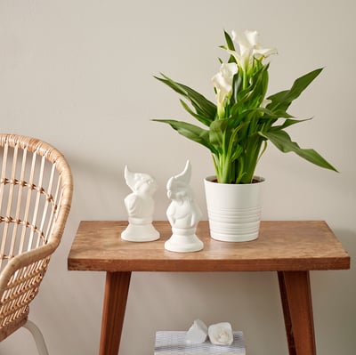 ZANTEDESCHIA Potted plant, Calla, 12 cm