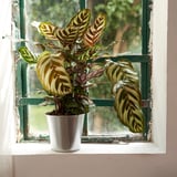 La pianta in vaso in contenitore zincato si trova sul davanzale della finestra, all'interno. Le foglie verdi con strisce gialle ricevono la luce del sole.