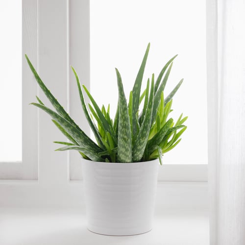 ALOE VERA Pianta da vaso, Aloe. Ottieni tutti i dettagli del prodotto